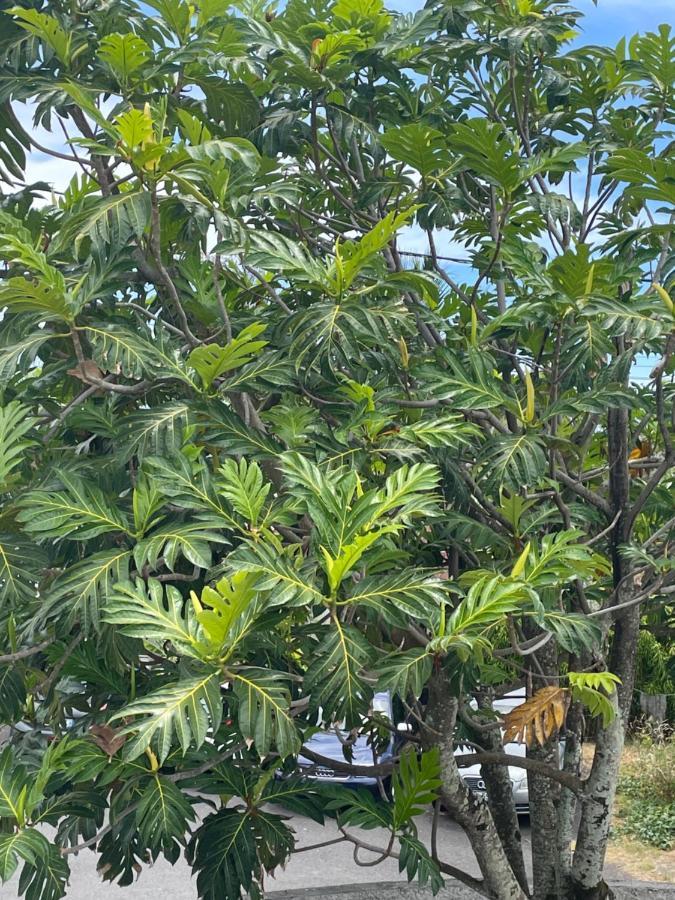 Arbre A Pain Hotel Bras-Panon Bagian luar foto